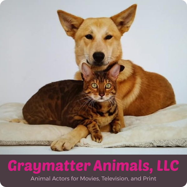 GRAYMATTER ANIMALS LLC